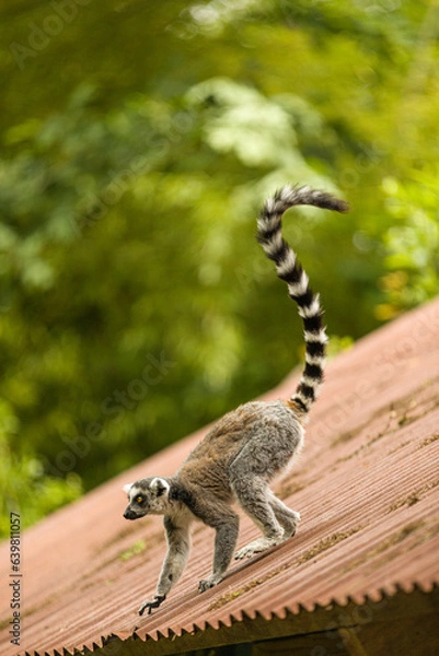 Obraz A day of monkey watching is more than just fun; it is educational and can sometimes even feel familiar. After all, monkeys are closely related to us human beings