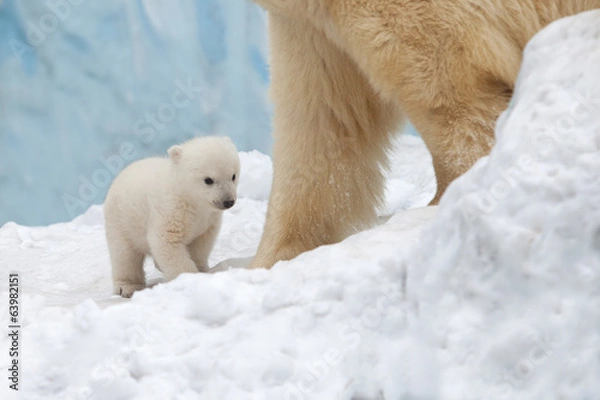 Fototapeta white bear