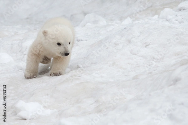 Obraz white bear