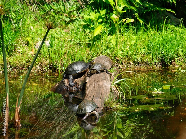 Fototapeta water turtles on a semi-submerged log