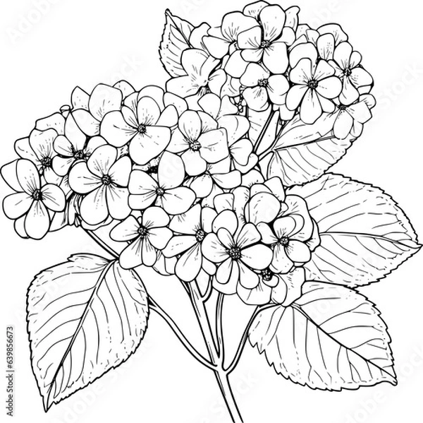 Fototapeta Hydrangea