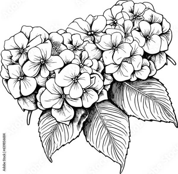 Fototapeta Hydrangea