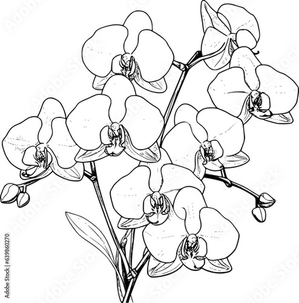 Fototapeta Orchid