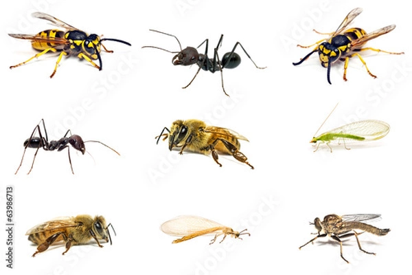Obraz zestaw owadów na białym tle
