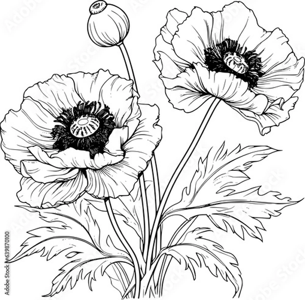 Fototapeta Papaver