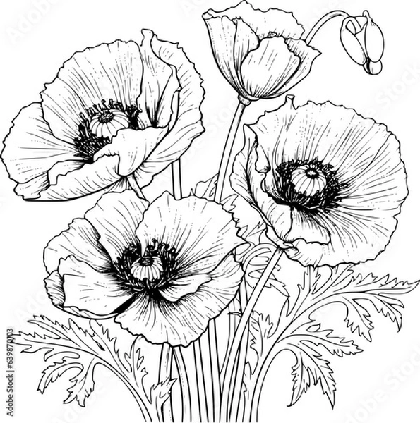 Obraz Papaver