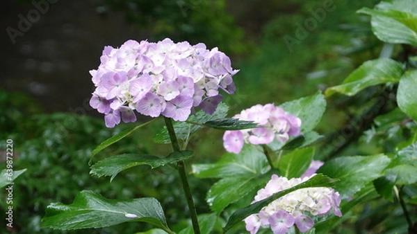 Fototapeta 京都雨の寺