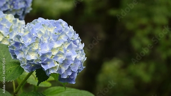 Fototapeta 京都雨の寺