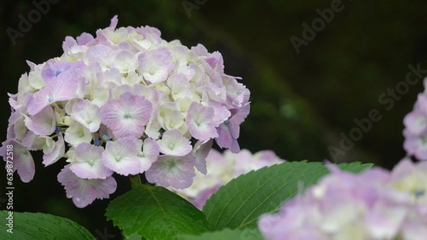 Fototapeta 京都雨の寺