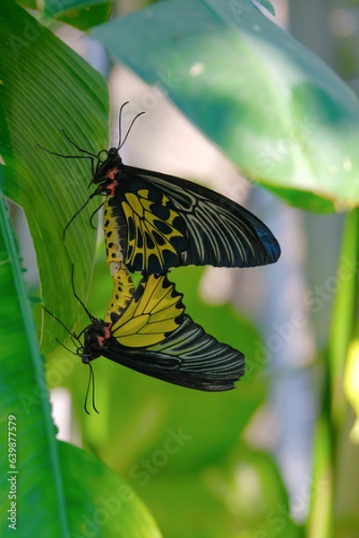 Obraz Two butterflies mating on a green leaf.