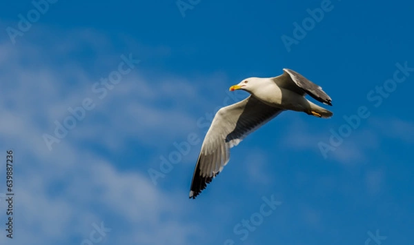 Obraz seagull in flight
