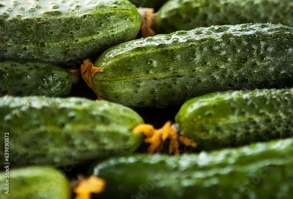 Obraz fresh ripe green cucumbers