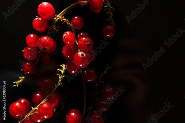 Obraz red currant tassels on a dark background