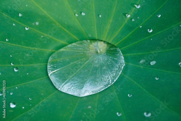Obraz 雨上がりの蓮の葉の水滴