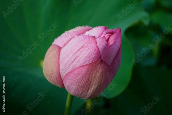 Obraz 雨上がりの蓮の花