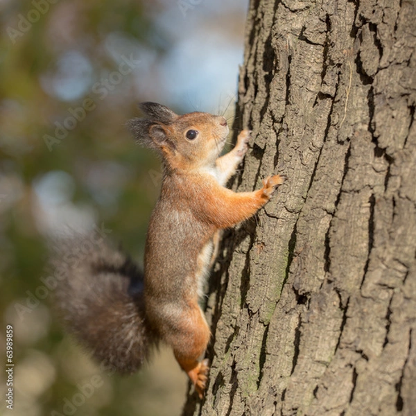 Fototapeta squirrel climbs