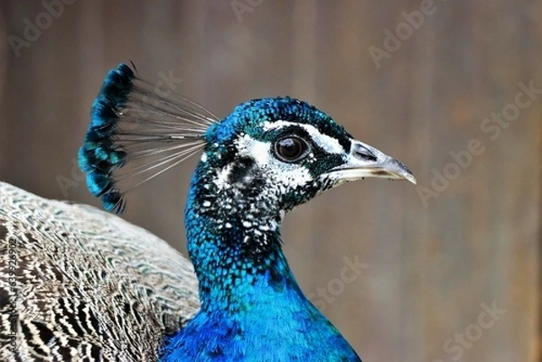 Fototapeta Pfau