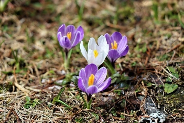 Fototapeta Krokus
