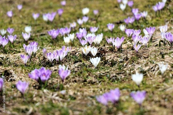 Fototapeta Frühling