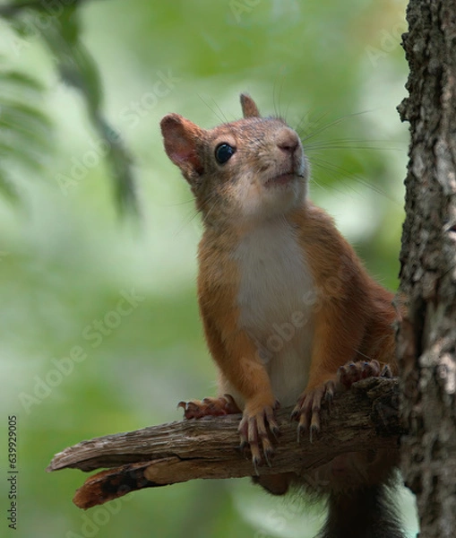 Obraz squirrel on a tree