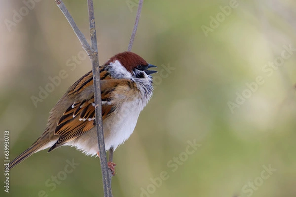 Obraz sparrow on a branch
