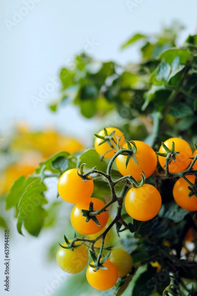 Obraz tomato plant on white background, agriculture with tomatoes, tomato harvest in september and october in autumn, fresh orange tomatoes