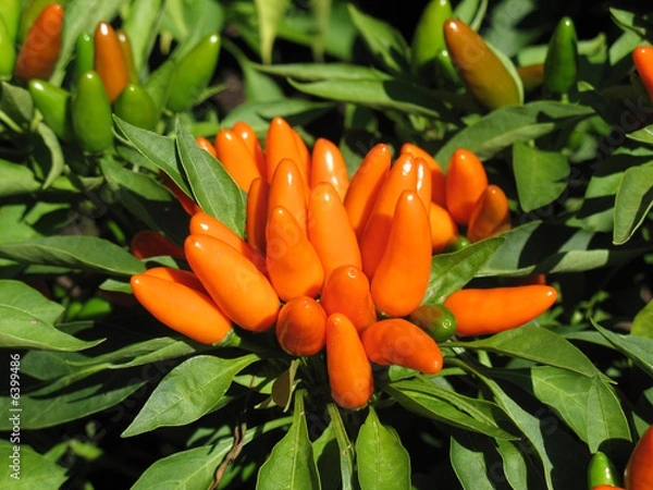 Obraz Ornamental pepper