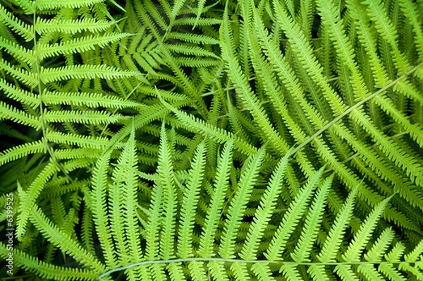Obraz Dynamic Fern composition