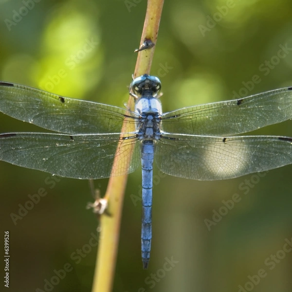 Obraz Beautiful blue dragonfly perched on branch - square format