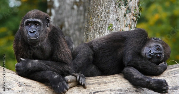 Obraz Eastern Lowland Gorilla, gorilla gorilla graueri, Females resting