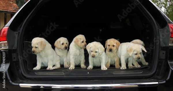 Fototapeta Yellow Labrador Retriever, Puppies in the Trunk of a Car, Normandy in France
