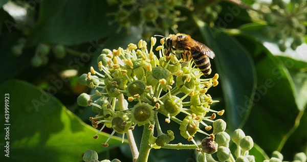 Obraz European Honey Bee, apis mellifera, Adult gathering pollen on Ivy's Flower, hedera helix, Normandy