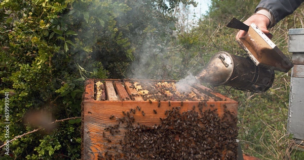 Obraz |European Honey Bee, apis mellifera, Black Bees, Beekeeper and his smoker, Bee Hive in Normandy