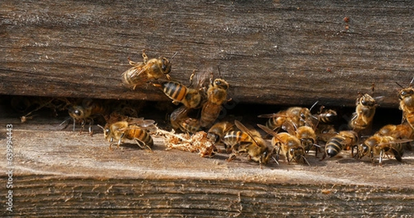 Fototapeta European Honey Bee, apis mellifera, cocoon of false ringworm released from the hive by the cleaners, Bee Hive in Normandy