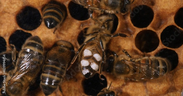 Obraz European Honey Bee, apis mellifera, wax bee that has patches of wax on its wax glands Bee Hive in Normandy