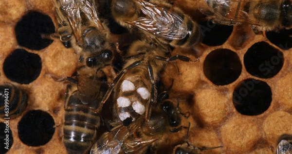 Obraz European Honey Bee, apis mellifera, wax bee that has patches of wax on its wax glands Bee Hive in Normandy