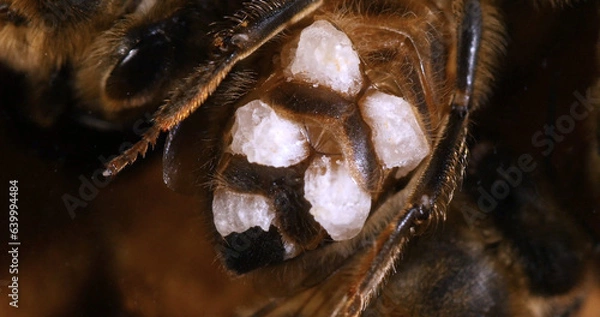 Fototapeta European Honey Bee, apis mellifera, wax bee that has patches of wax on its wax glands Bee Hive in Normandy