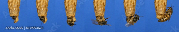 Fototapeta European Honey Bee, apis mellifera, emergence of a queen, Bee Hive in Normandy