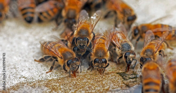Fototapeta European Honey Bee, apis mellifera, Bees drinking Water on a Stone, Normandy