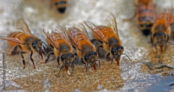 Fototapeta European Honey Bee, apis mellifera, Bees drinking Water on a Stone, Normandy