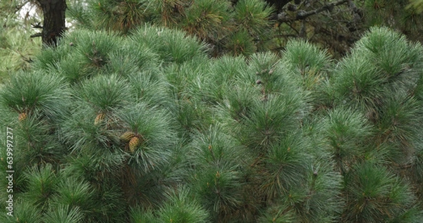 Fototapeta Branches of Maritime Pine, pinus pinaster, showing cones and needles on the tree, La Baule Escoublac in Loire in France