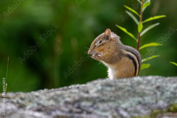 Obraz Chipmunk preying with eyes closed.