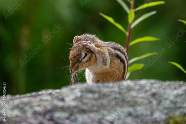 Obraz Chipmunk cleaning its head..