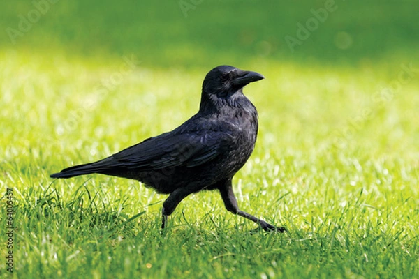 Fototapeta Crow walking
