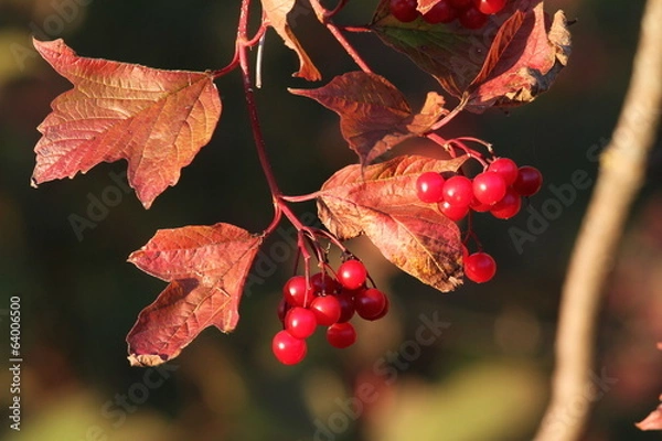 Obraz Petits fruits rouges