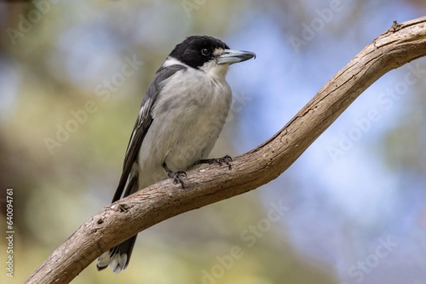 Fototapeta Australian Grey Butcherbird perched on tree branch