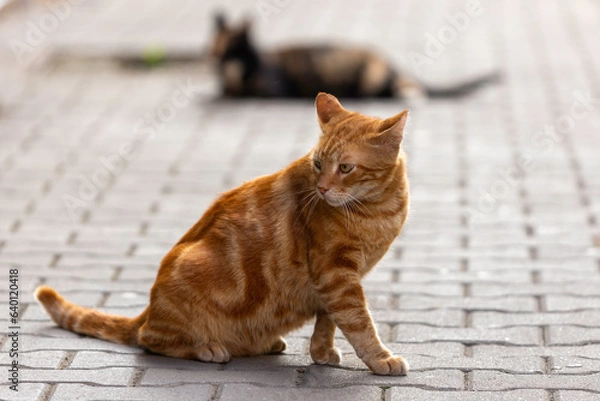 Fototapeta cat on a table
