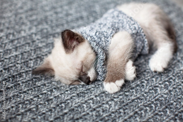 Fototapeta Kitten sleeping on gray blanket