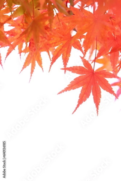 Fototapeta かえでの紅葉のクローズアップ　白背景