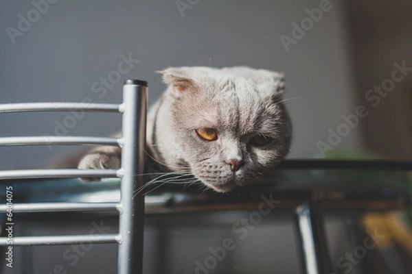 Fototapeta lazy cat lying on a kitchen table